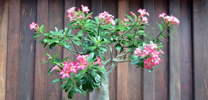 Péče o adenium