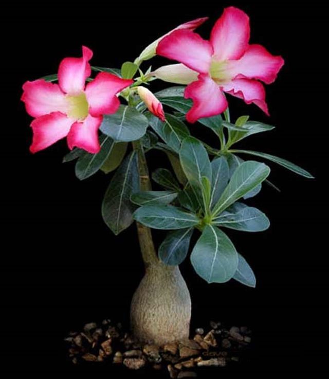 Péče o adenium