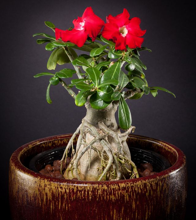 Péče o adenium