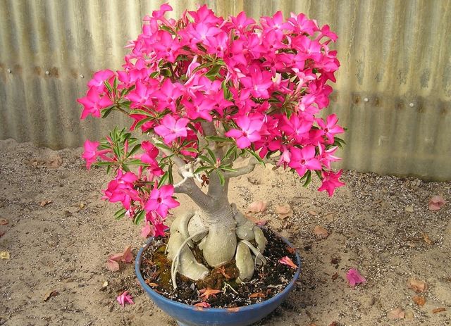 Péče o adenium