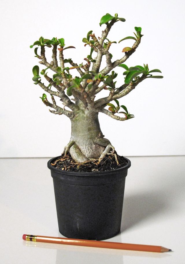 Péče o adenium
