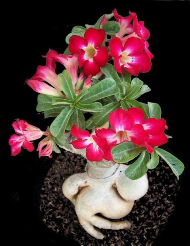 Péče o adenium