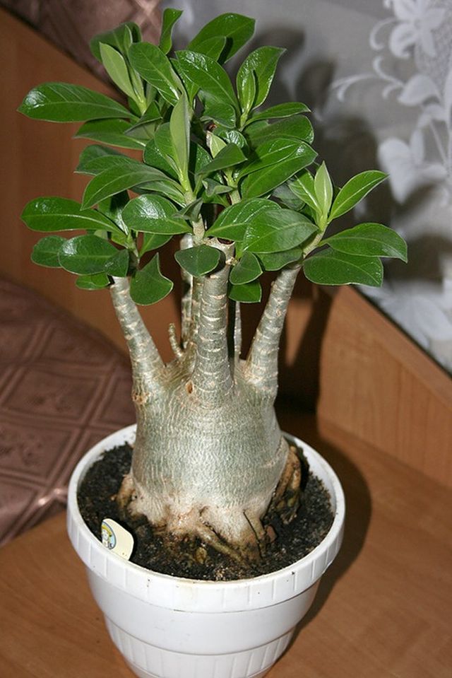 Péče o adenium