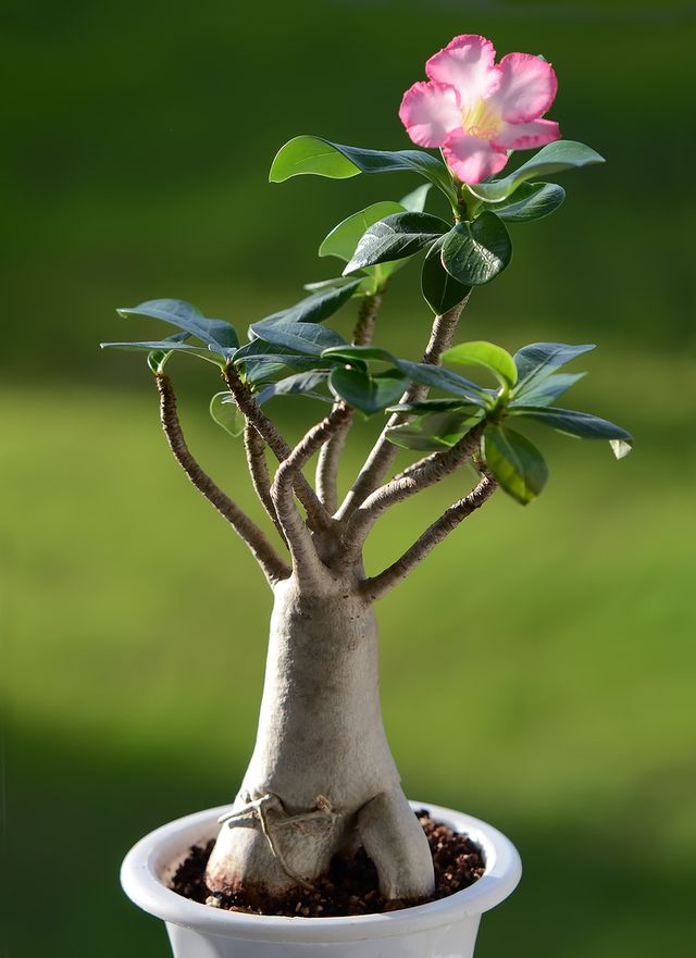 Adenium - domácí péče (foto, video). Jak správně pečovat o adenium květin