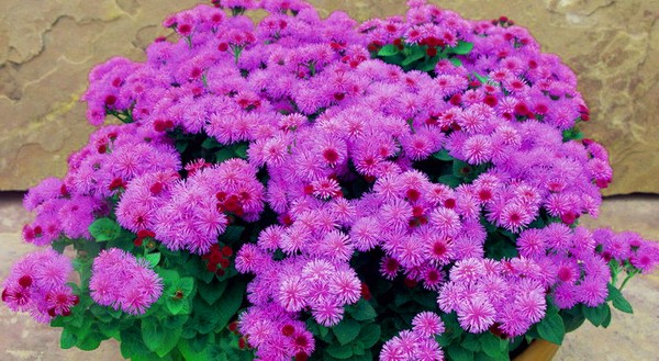 Ageratum: výsadba a péče. Oblíbené odrůdy