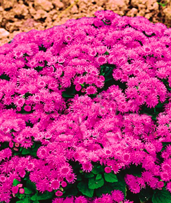 Ageratum: výsadba a péče. Oblíbené odrůdy