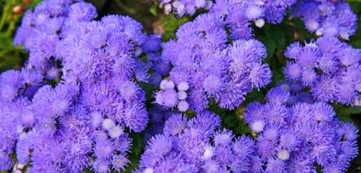 Ageratum: výsadba a péče. Oblíbené odrůdy