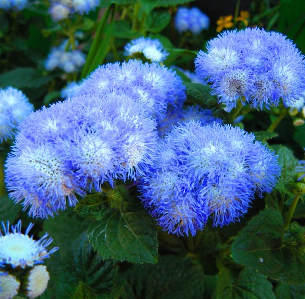 Ageratum: výsadba a péče. Oblíbené odrůdy