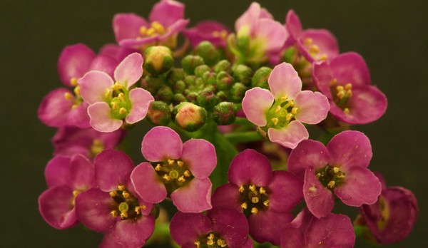 Alyssum: výsadba a péče, fotky nejlepších odrůd