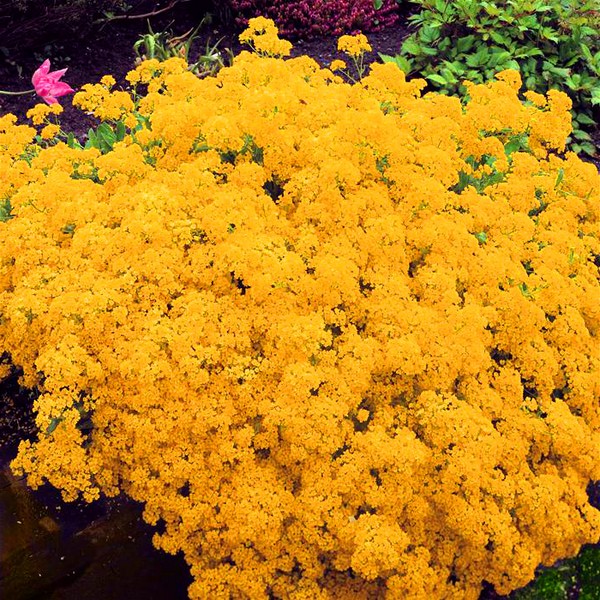 Alyssum: výsadba a péče, fotky nejlepších odrůd