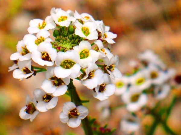 Alyssum: výsadba a péče, fotky nejlepších odrůd