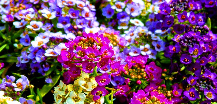 Alyssum: výsadba a péče, fotky nejlepších odrůd