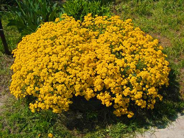 Alyssum: výsadba a péče, fotky nejlepších odrůd