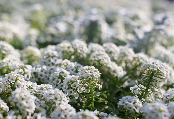 Alyssum: výsadba a péče, fotky nejlepších odrůd