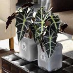 Alocasia a péče o ni Alocasia a péče o ni
