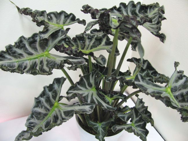 Alocasia a péče o ni Alocasia a péče o ni