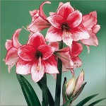 Amaryllis a hippeastrum: dvojčata Amaryllis a hippeastrum: dvojčata
