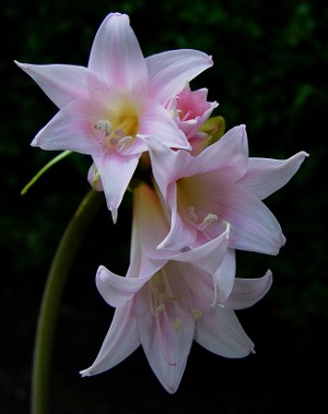 Amaryllis a hippeastrum: dvojčata Amaryllis a hippeastrum: dvojčata
