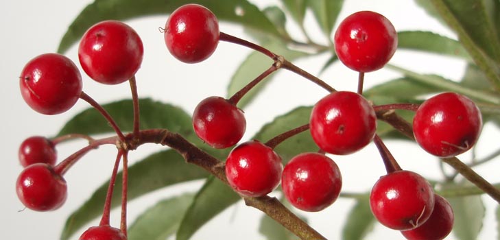 Ardisia: péče a fotografie