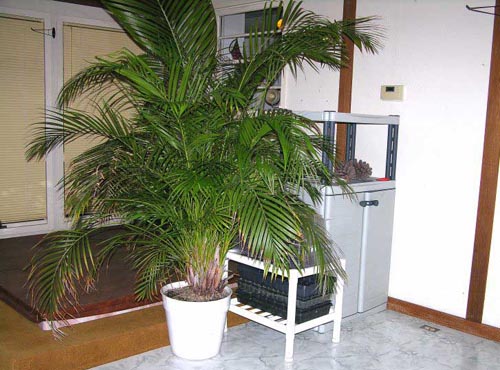 Areca. Domácí péče