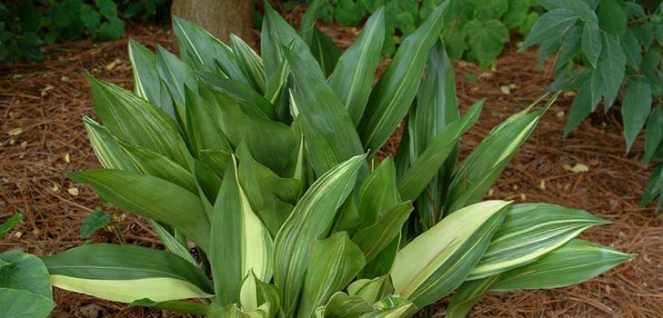 Aspidistra: péče doma, kvetení, fotografie