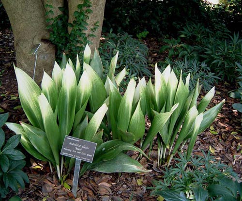 Aspidistra: domácí péče