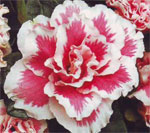 Azalea je slavnostní rostlina Azalea je slavnostní rostlina