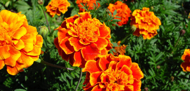 Marigolds na sazenicích