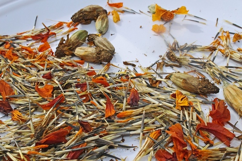 Marigolds na sazenicích