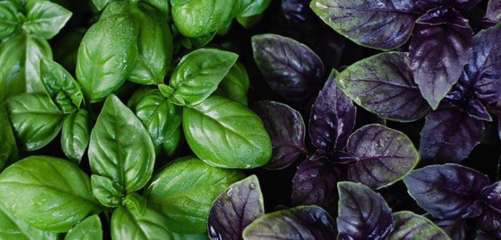 Basil: pěstování kořeněné trávy na parapetu a na otevřeném terénu