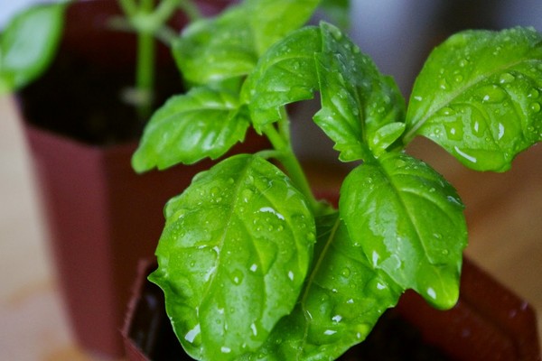Basil: pěstování kořeněné trávy na parapetu a na otevřeném terénu
