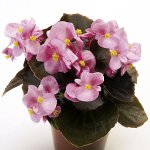 Begonia ze semen Begonia ze semen