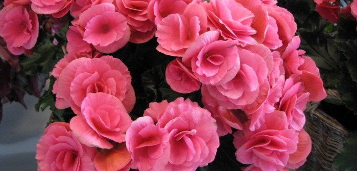 květiny begonia