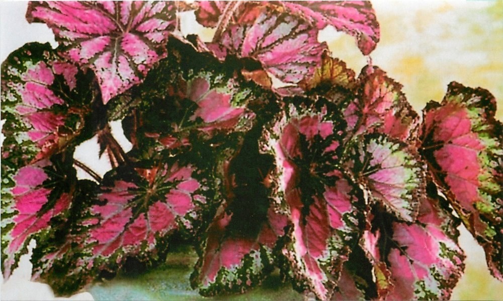 begonia bez květin
