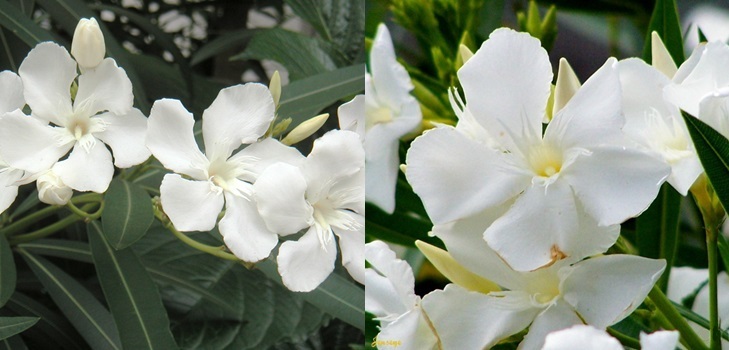 Bílý Oleander
