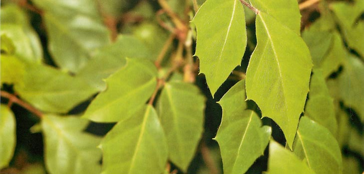 Cissus: foto a domácí péče