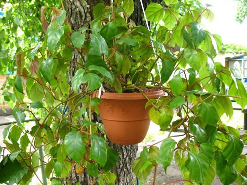 Cissus. Druhy hroznů