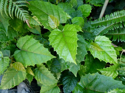 Cissus. Domácí péče