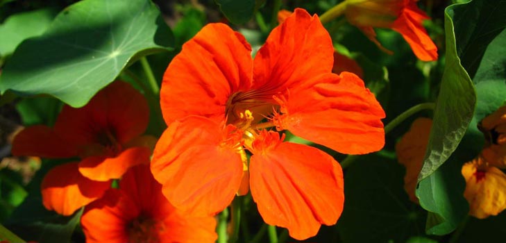 Flower Nasturtium: jak růst ze semen, jak pečovat, krásné fotografie