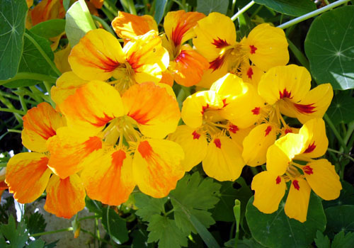 Nasturtium - pěstování ze semen