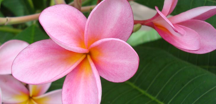 Flower Plumeria - kouzelná vůně ve vašem domě