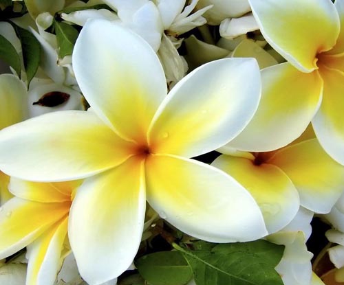 Flower Plumeria - kouzelná vůně ve vašem domě
