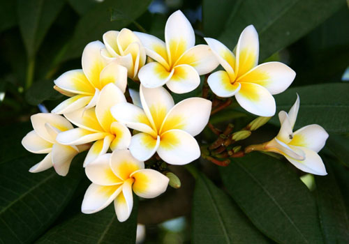 Flower Plumeria - kouzelná vůně ve vašem domě