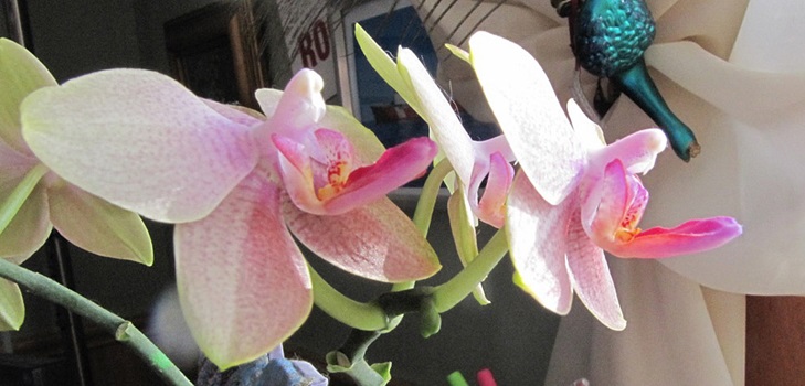 Phalaenopsis kvete