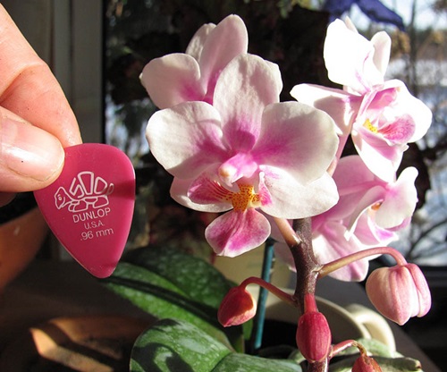 Phalaenopsis kvete