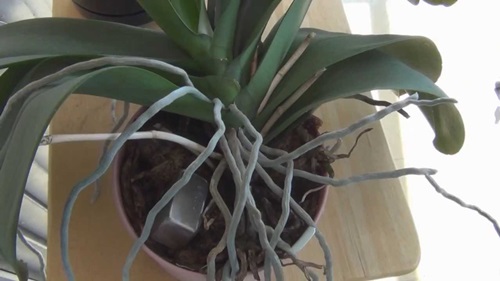 Transplantace Phalaenopsis