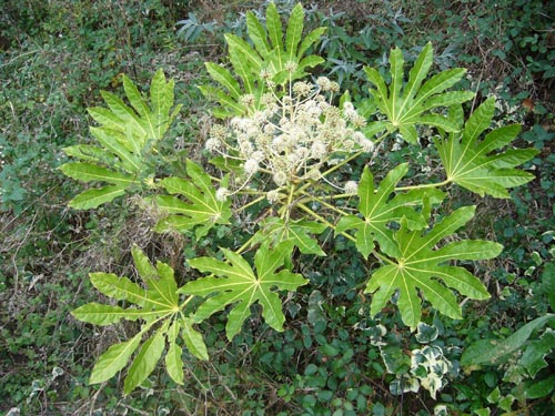 fatsia v komfortních teplotních podmínkách