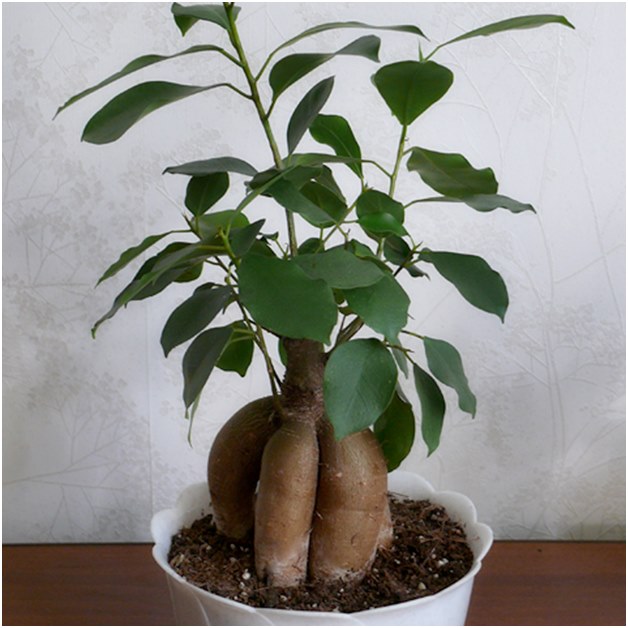 Ficus před transplantací