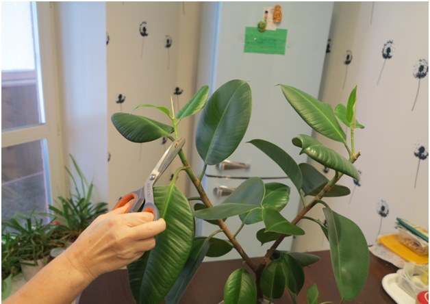 ficus řezání