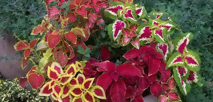 Fittonia: péče